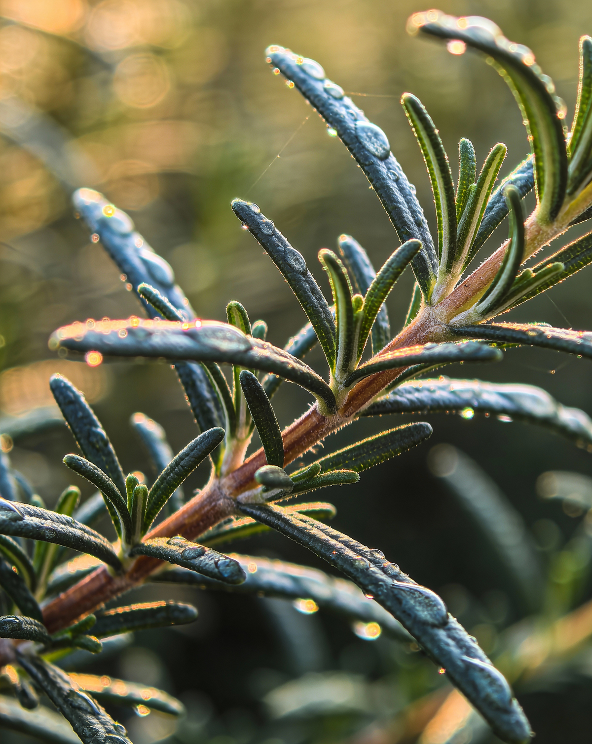 Unlocking the Power of Rosemary for Hair Growth